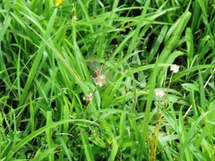 Paragomphus lineatus