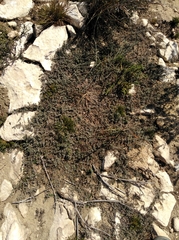 Indigofera sp12