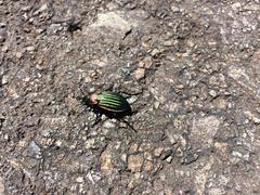 Carabus nitens
