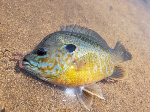 Greengill Sunfish
