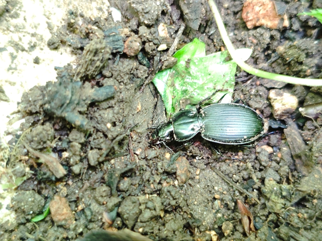 Cyclotrachelus parasodalis