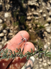 Indigofera sp11
