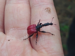 Trachelophorus giraffa