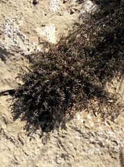 Indigofera sp11