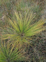 Trichophorum cespitosum germanicum