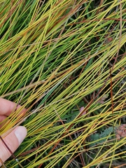 Trichophorum cespitosum germanicum