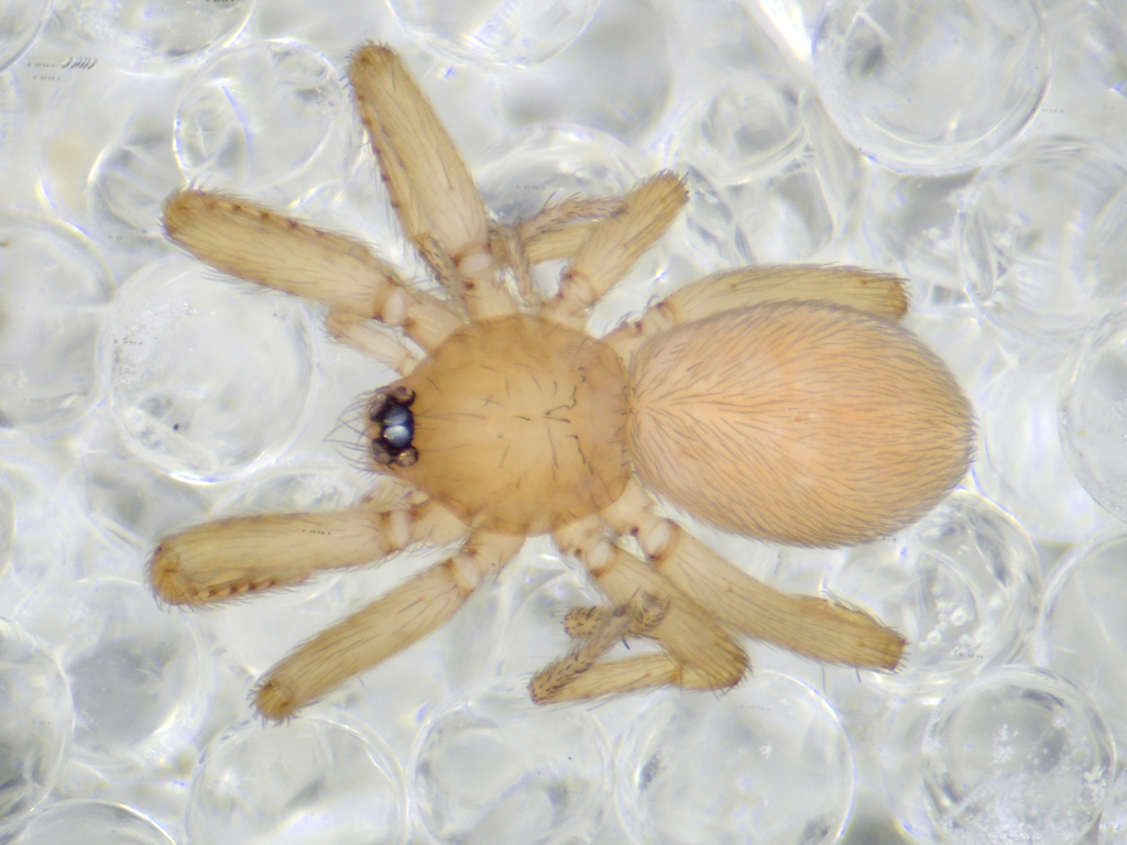 Oonops placidus