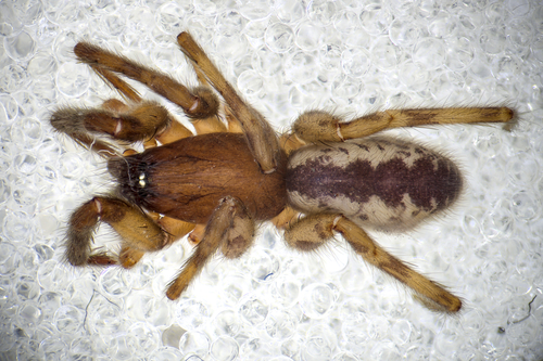 Segestria pusiola
