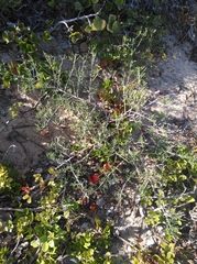 Indigofera candicans