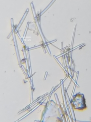 Isodictya deichmannae