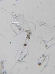 Isodictya deichmannae