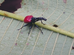 Trachelophorus giraffa