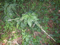 Tracheophyta