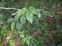 Tracheophyta