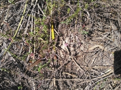 Indigofera brendae
