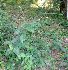 Tracheophyta