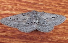 Stenoporpia pulmonaria