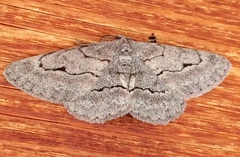 Stenoporpia pulmonaria