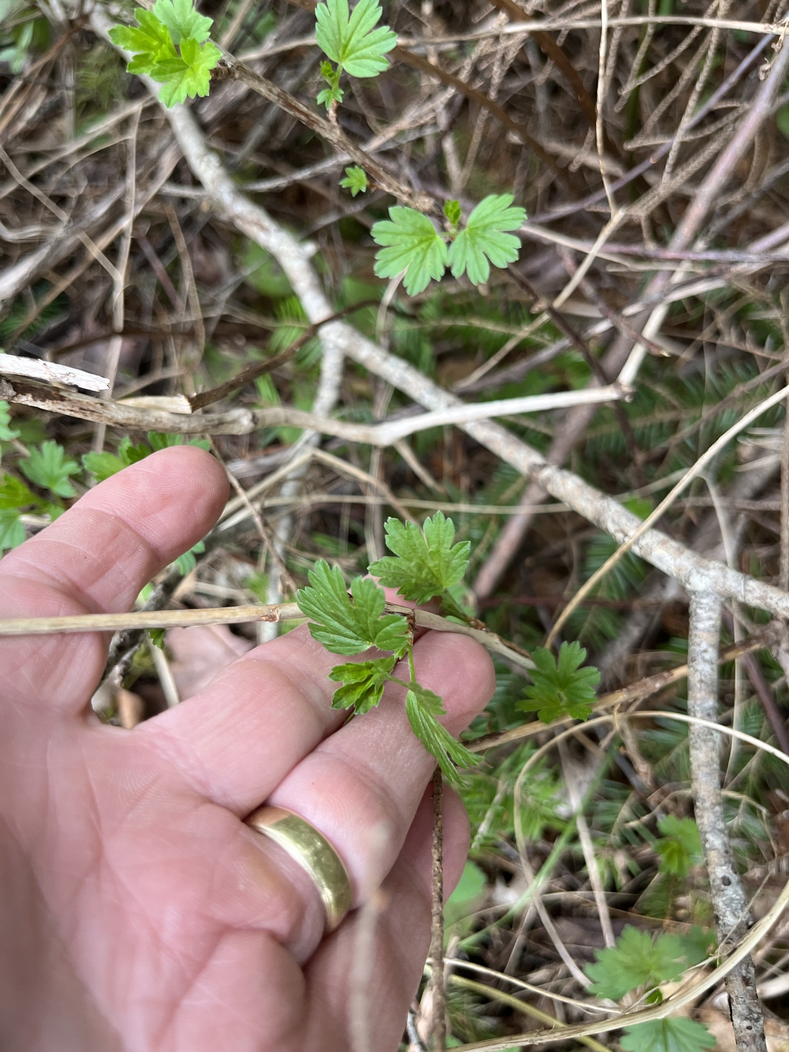 Imagem de Groselha-verde