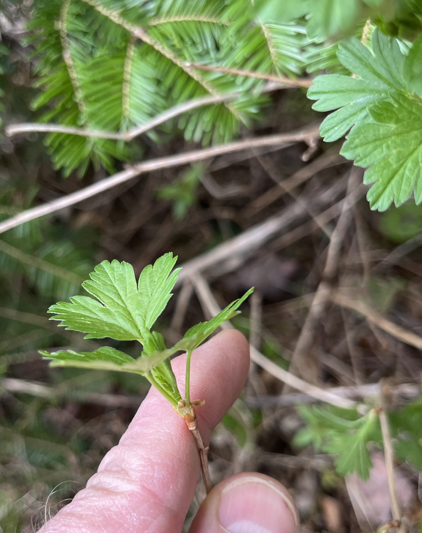 Imagem de Groselha-verde