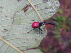 Trachelophorus giraffa