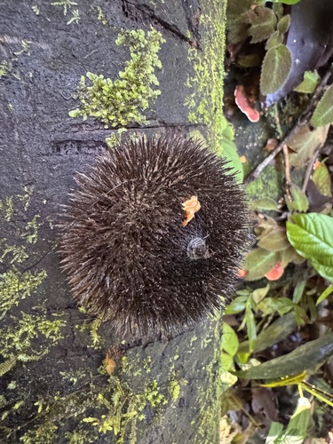 Apeiba tibourbou - Leaves