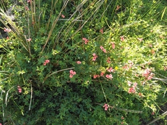 Indigofera erecta