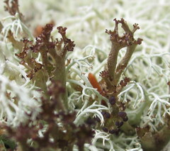 Cladonia crispata