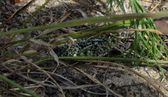 Angaracris barabensis