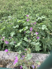 Malva sylvestris