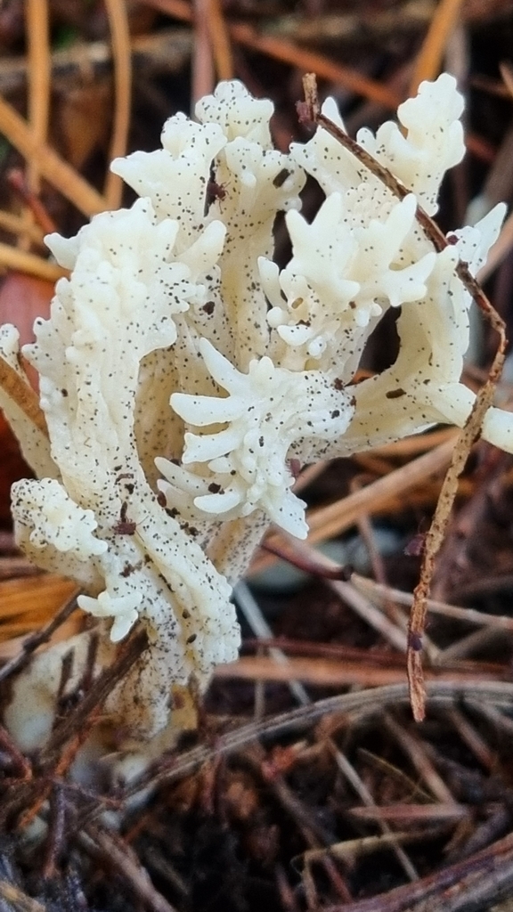 Clavulina rugosa · May 2025 · photo: © hominoidcreamhorn (iNaturalist, cc-by)