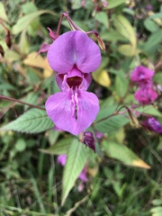 Impatiens glandulifera