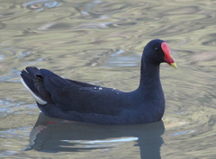 Dusky Moorhen photo 5