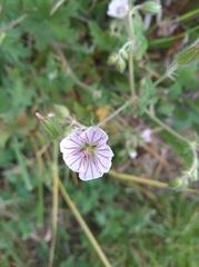 Malva parviflora parviflora