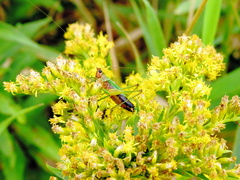 Conocephalus nigropleurum