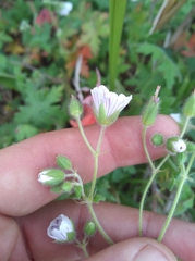 Malva parviflora parviflora