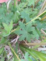 Malva parviflora parviflora