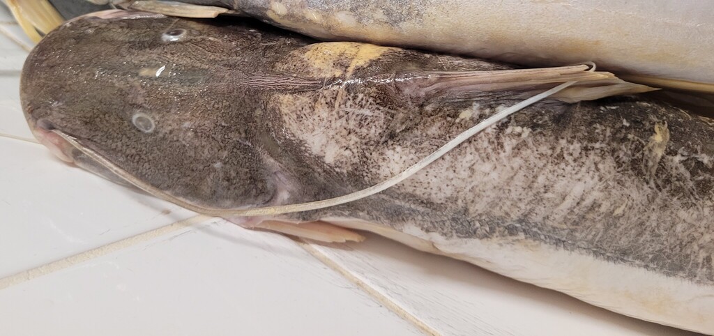 Catfish (Brachyplatystoma vaillantii) — Pimelodidae