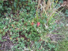 Malva parviflora parviflora