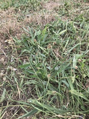 Plantago lanceolata