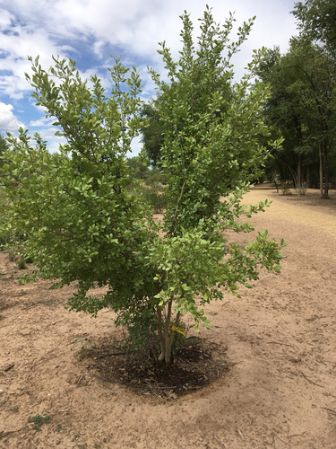 Wild Olive (Forestiera neomexicana)