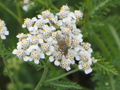Helina impuncta