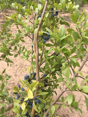 Forestiera pubescens pubescens