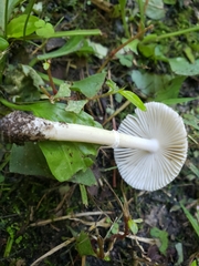 Amanita virginiana