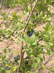 Forestiera pubescens pubescens