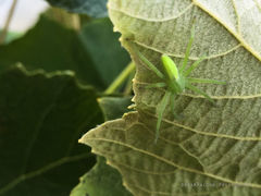 Micrommata
