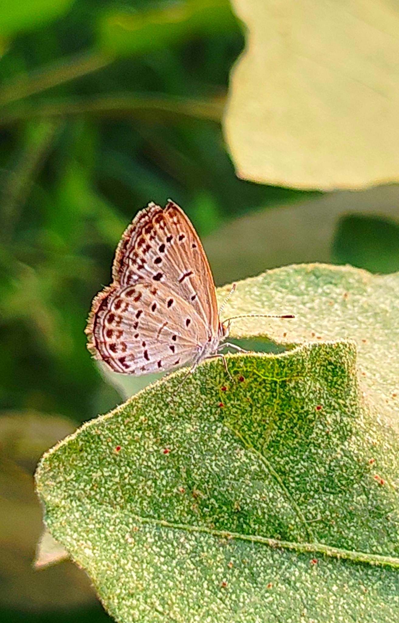 Pale Grass Blue
