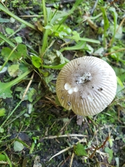 Amanita virginiana