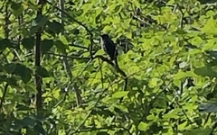 Dumetella carolinensis