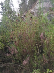 Indigofera stricta